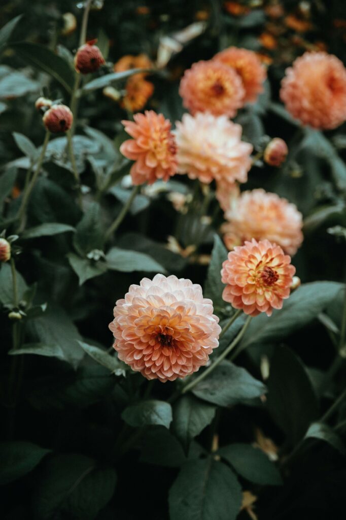 orangt buske med blommor
